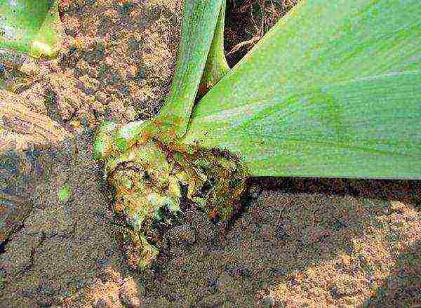 bulbous irises planting and care in the open field in spring