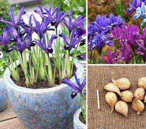 bulbous irises planting and care in the open field in spring