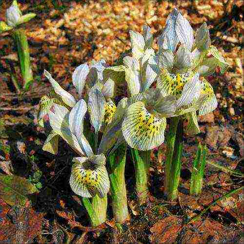 bulbous irises planting and care in the open field in spring