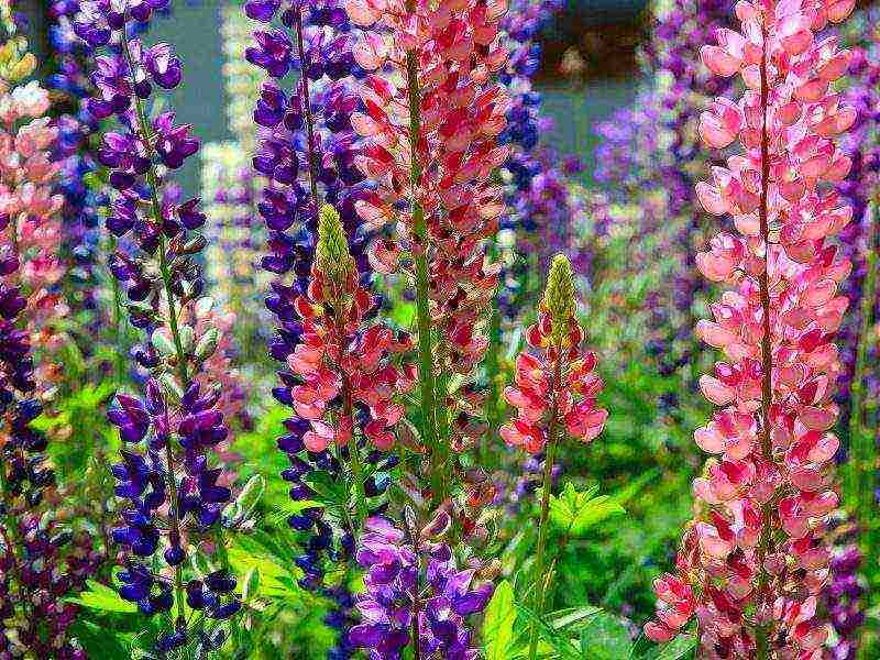 lupine planting and care in the open field before winter