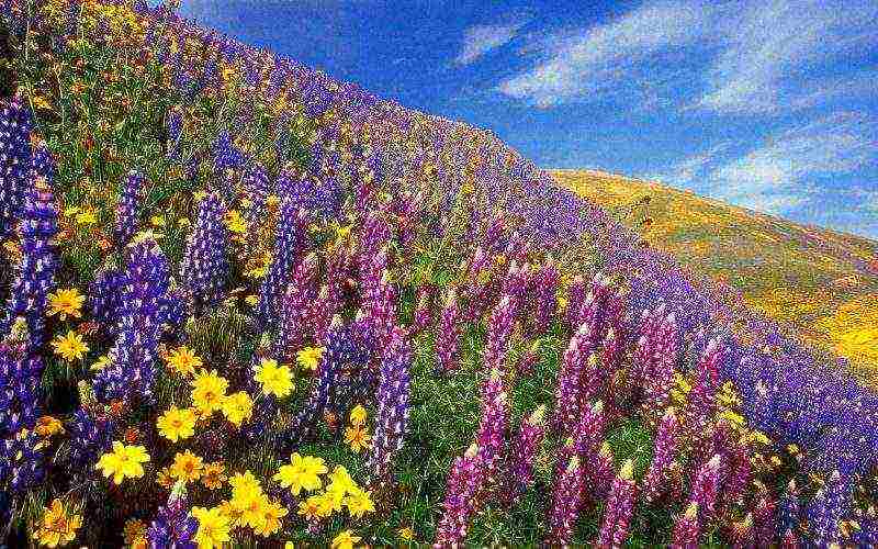 lupine planting and care in the open field before winter