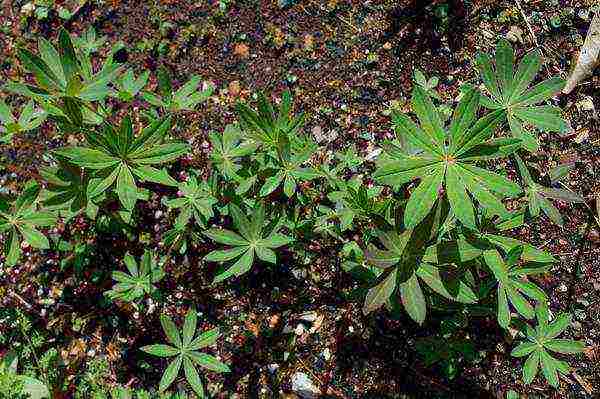 lupine planting and care in the open field before winter