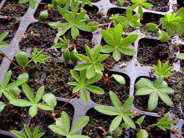 lupine planting and care in the open field before winter