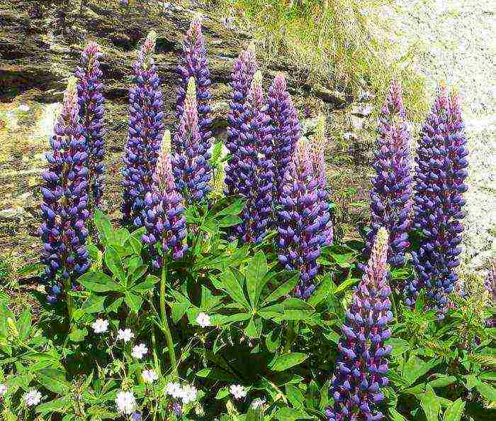 lupine planting and care in the open field before winter