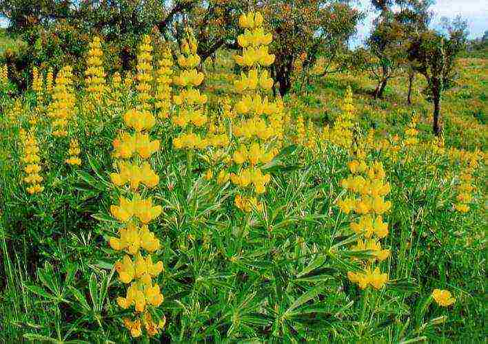 lupine planting and care in the open field before winter