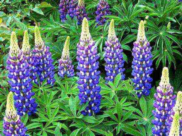 lupine planting and care in the open field before winter