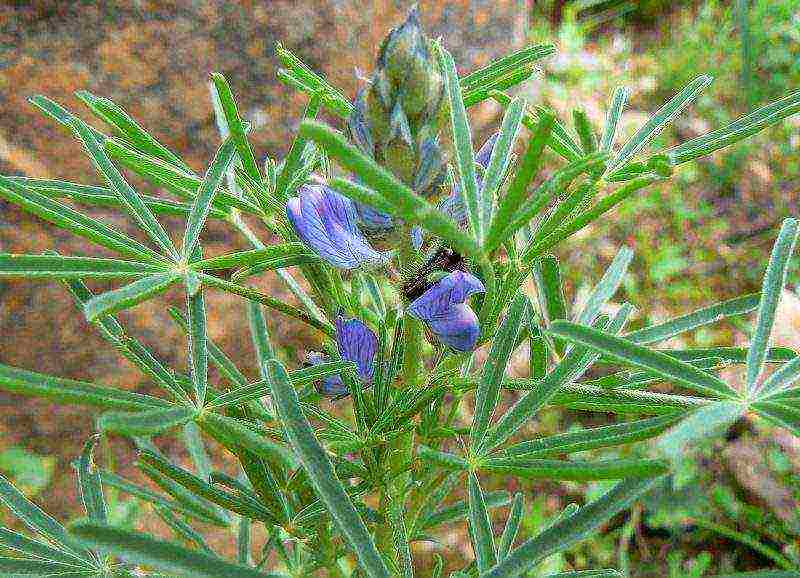 lupine planting and care in the open field before winter