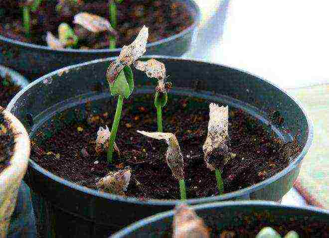 lupine planting and care in the open field before winter