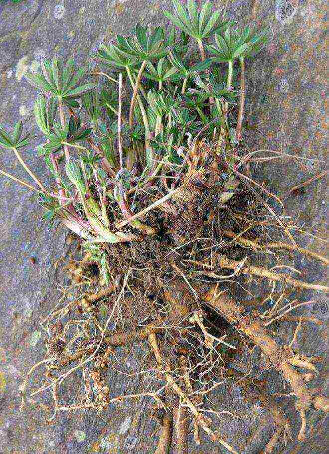 lupine planting and care in the open field before winter