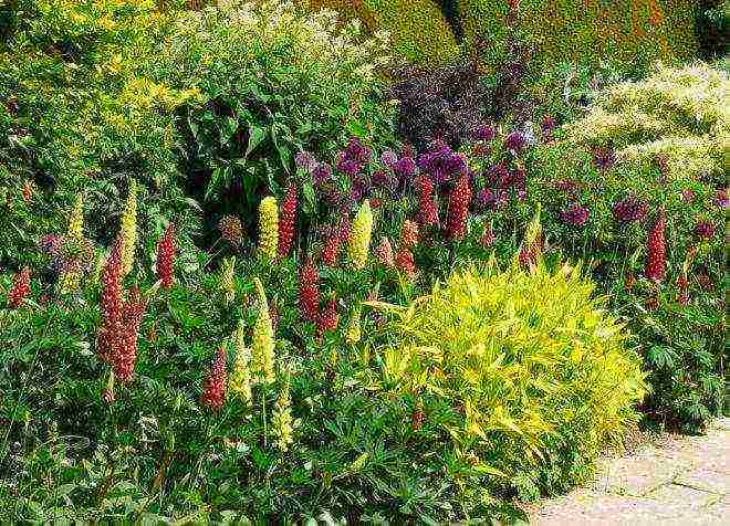 lupine planting and care in the open field before winter