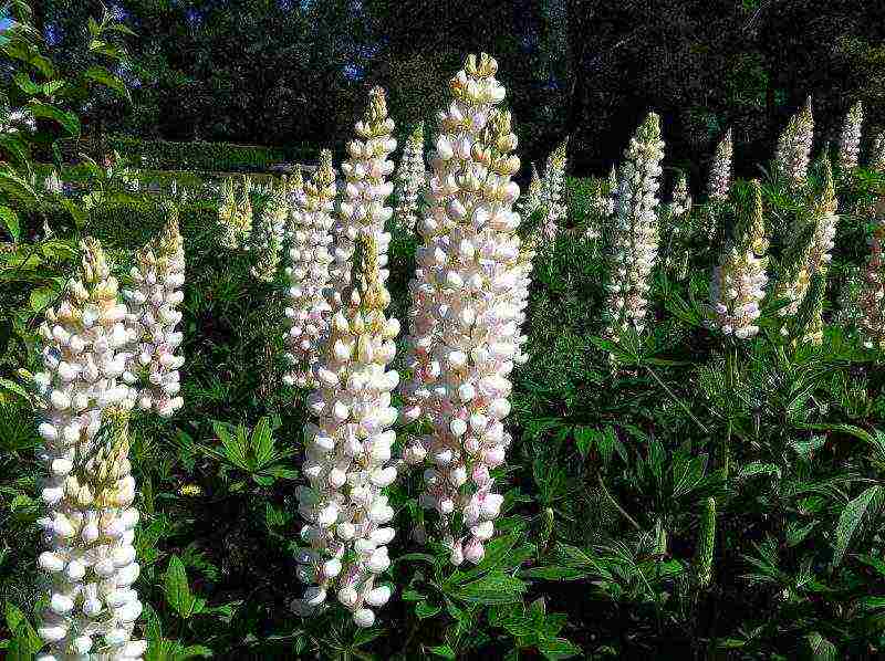 lupine planting and care in the open field before winter