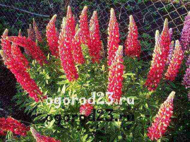 lupine planting and care in the open field before winter