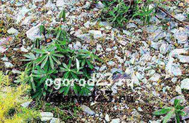 lupine planting and care in the open field before winter