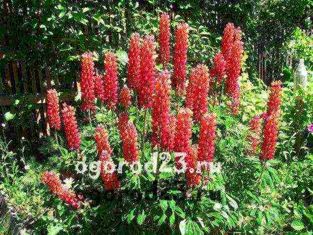 lupine planting and care in the open field before winter