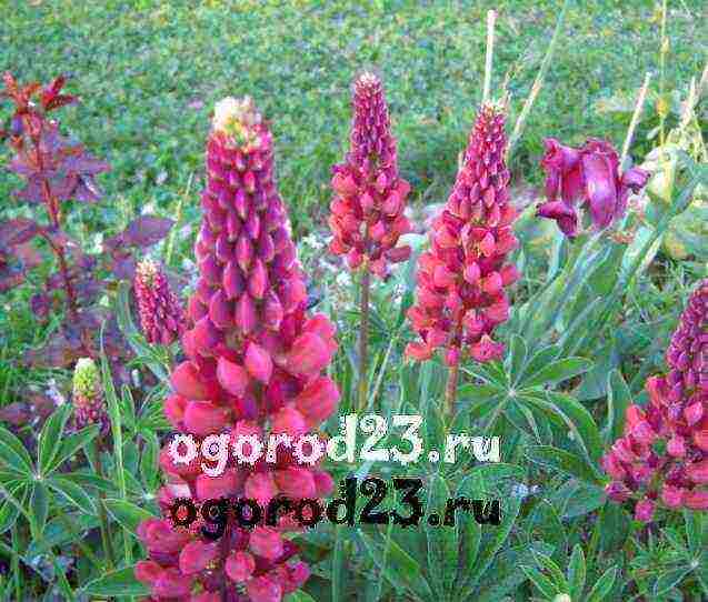 lupine planting and care in the open field before winter