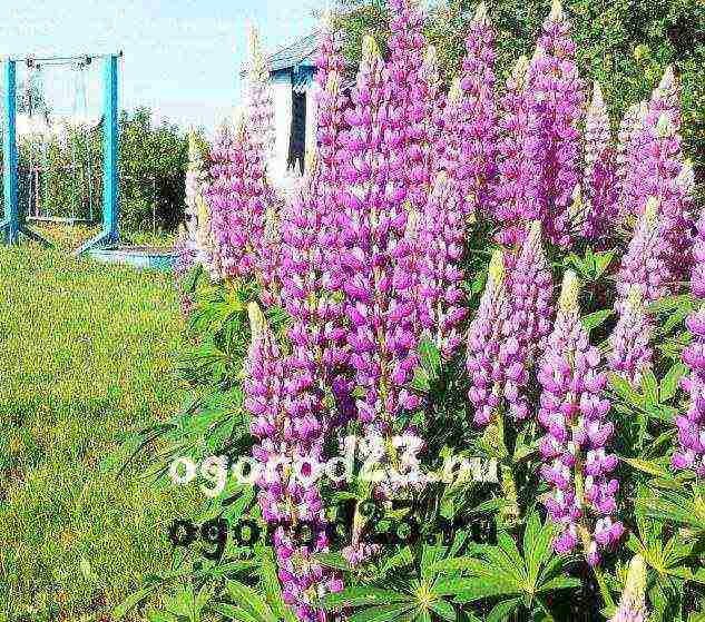 lupine planting and care in the open field before winter