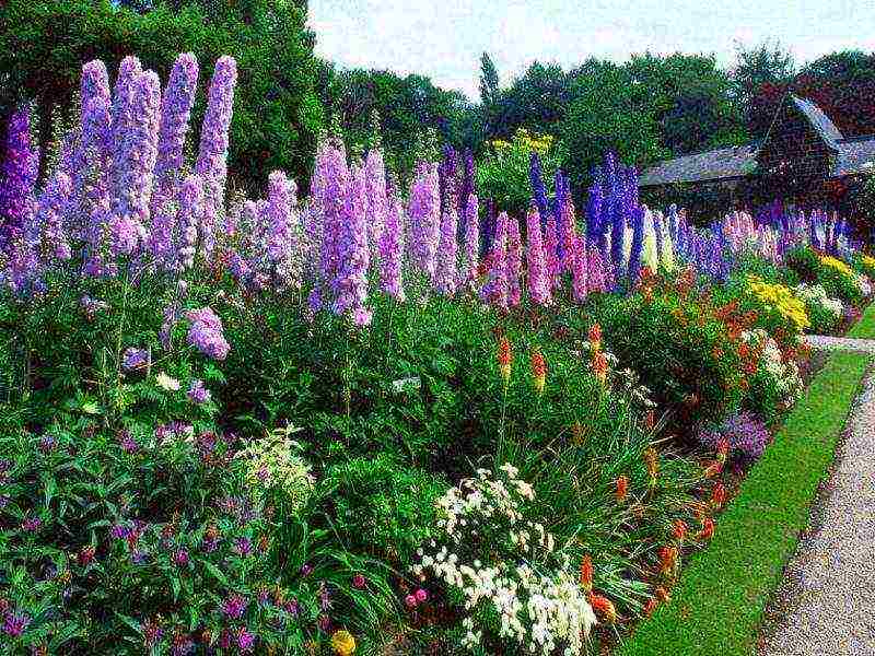 lupine planting and care in the open field before winter