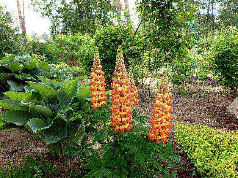 lupine planting and care in the open field before winter