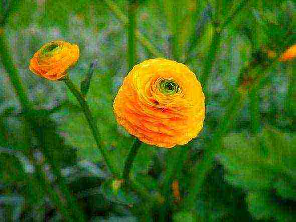 buttercup aviv mixed planting and care in the open field