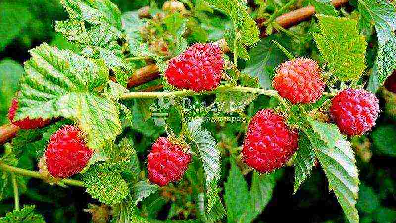 raspberry planting and care in the open field in the leningrad region