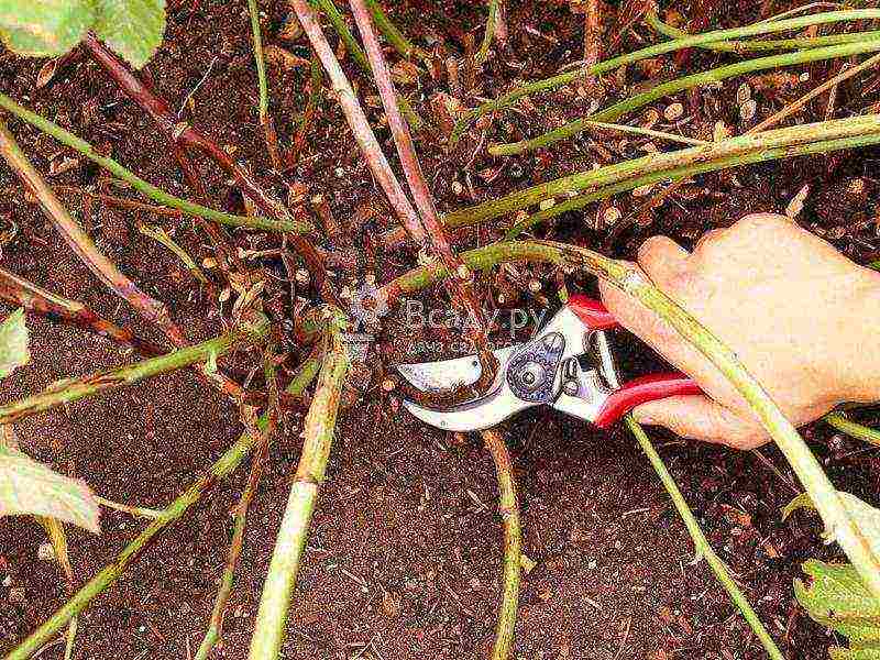 raspberry planting and care in the open field in the leningrad region