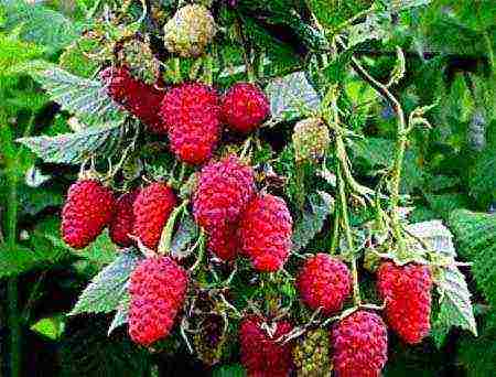 raspberry planting and care in the open field in the leningrad region