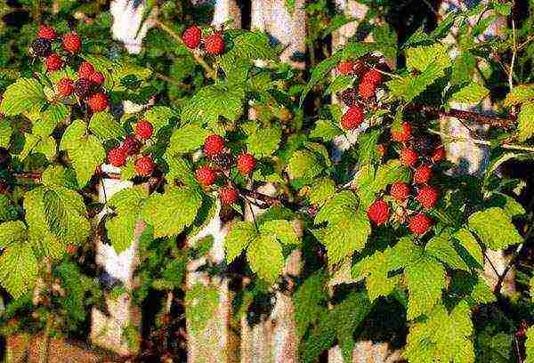 raspberry planting and care in the open field in the leningrad region