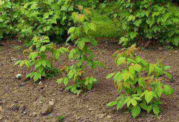 raspberry planting and care in the open field in the leningrad region