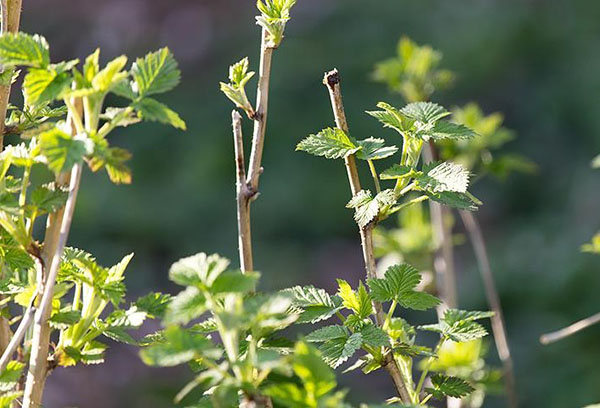 raspberry planting and care in the open field in the leningrad region