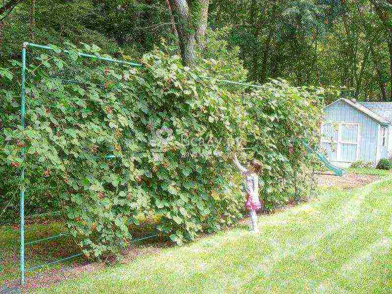 raspberry planting and care in the open field in the leningrad region