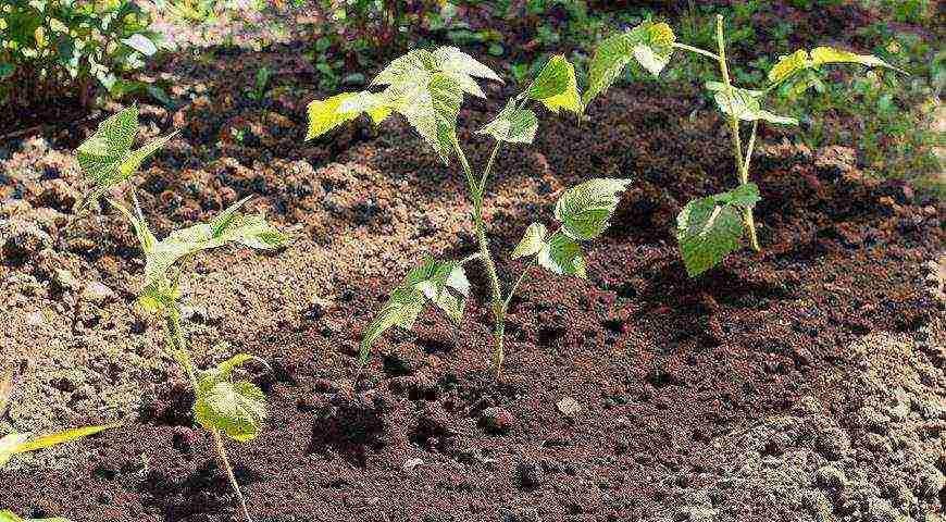 raspberry remontant planting and care in the open field in spring