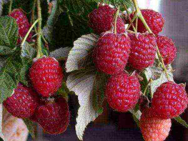 raspberry remontant planting and care in the open field in spring