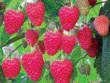 raspberry remontant planting and care in the open field in spring