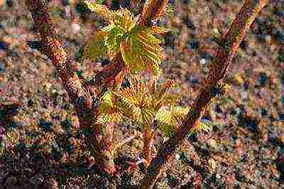 raspberry remontant planting and care in the open field in spring