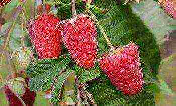 raspberry remontant planting and care in the open field in spring