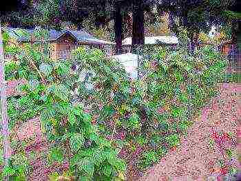 raspberry remontant planting and care in the open field in spring