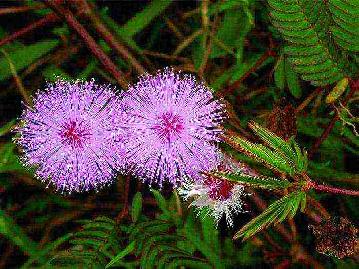 mimosa bashful how to grow at home