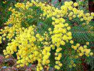 mimosa bashful how to grow at home