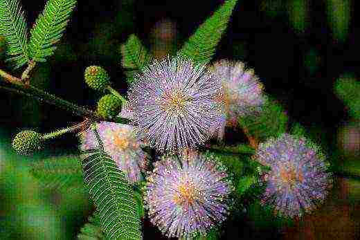mimosa bashful how to grow at home