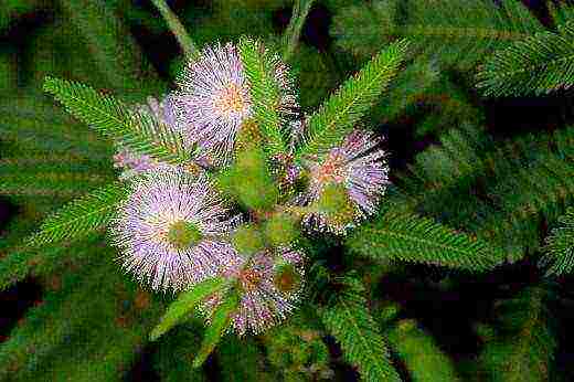 mimosa bashful how to grow at home