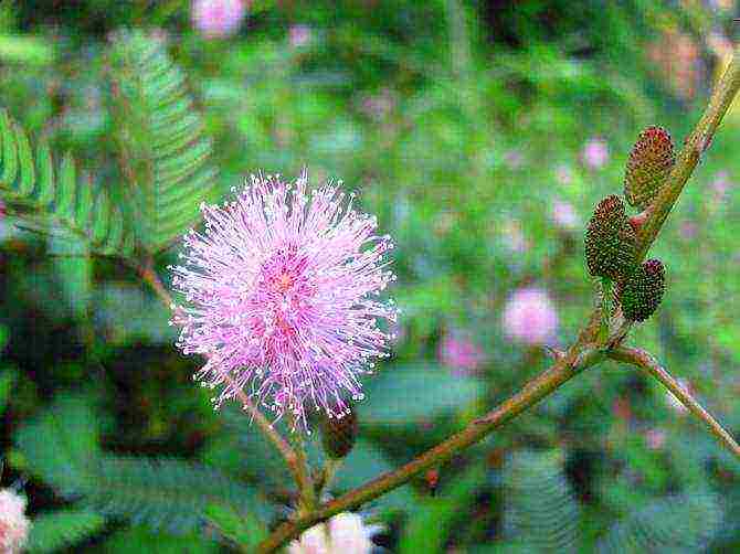 mimosa bashful how to grow at home