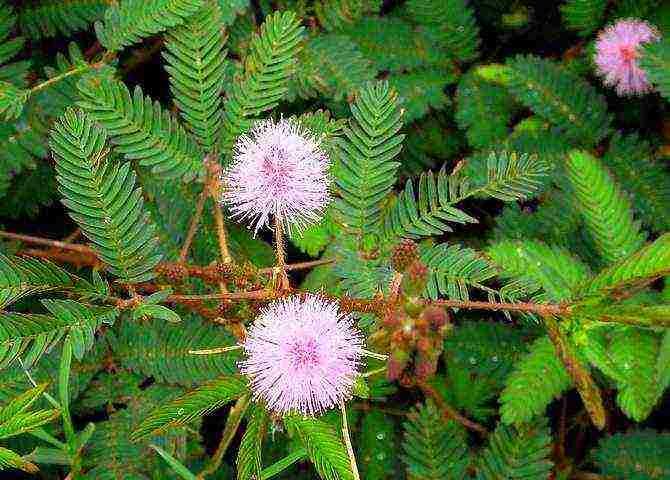 mimosa bashful how to grow at home