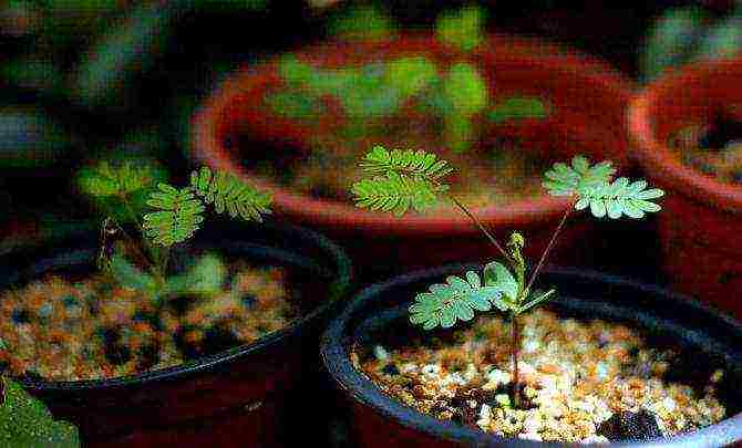 mimosa bashful how to grow at home