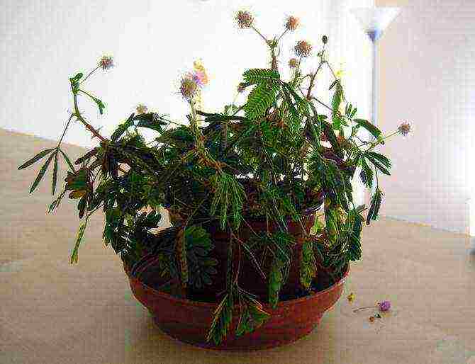 mimosa bashful how to grow at home