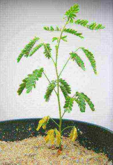 mimosa bashful how to grow at home