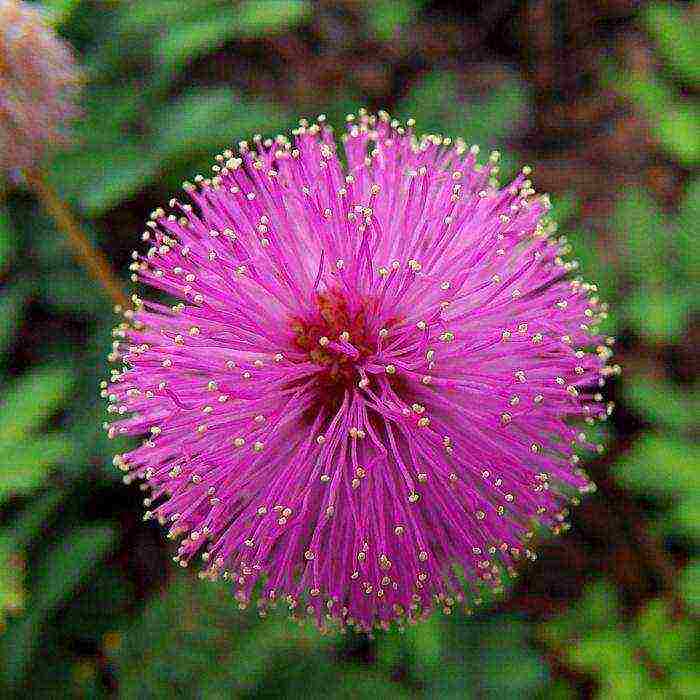 mimosa bashful how to grow at home