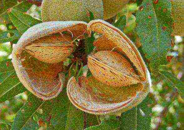 almonds planting and care in the open field in the Leningrad region