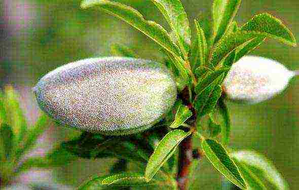 almonds planting and care in the open field in the Leningrad region