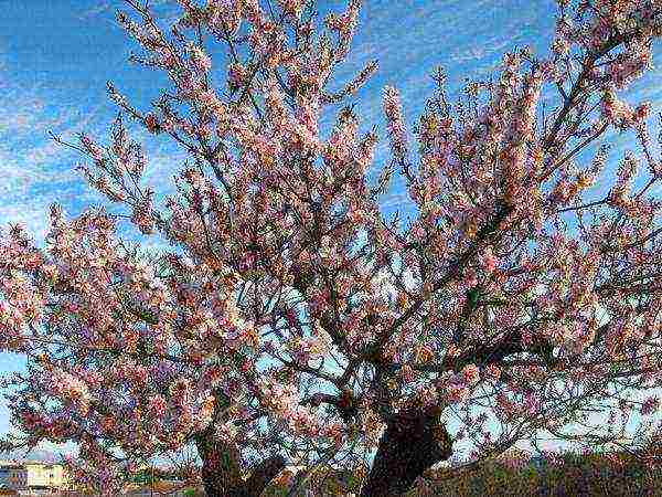 almonds planting and care in the open field in the Leningrad region