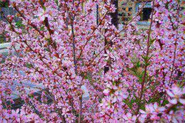 almonds planting and care in the open field in the Leningrad region